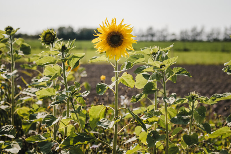 DSCF8403-scaled-800×533